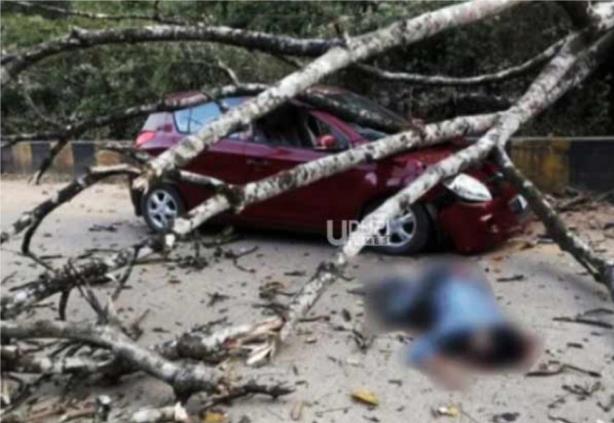 Puttur: Man dies as tree falls on him, wife, children escape unhurt Puttur: Man dies as tree falls on him, wife, children escape unhurt